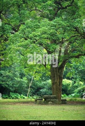 Lieu de repos sous grand arbre Banque D'Images