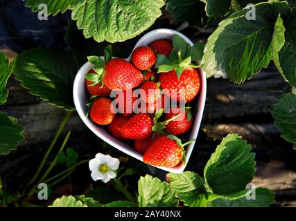 Fraises fraîches cueillies en forme de coeur bol Banque D'Images