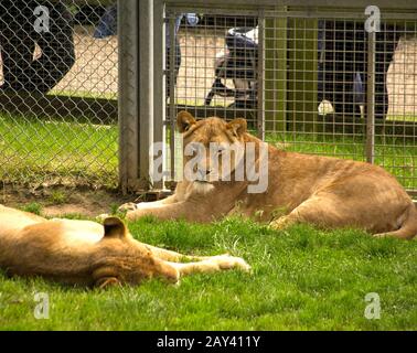 Les Lions qui se reposent dans un zoo tandis que les visiteurs regardent Banque D'Images