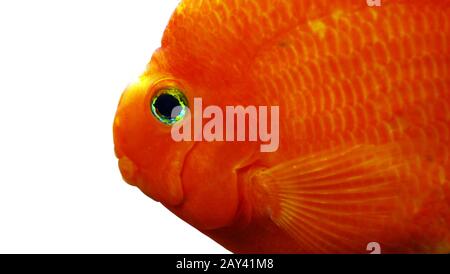 Poisson d’or Banque D'Images