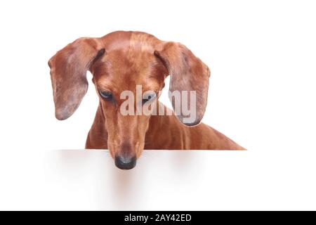 Chien teckel à la bas Banque D'Images