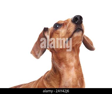 Dachshund dog looking up Banque D'Images