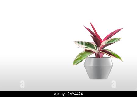 Superbe plante de Maranta dans un pot coloré isolé sur fond blanc Banque D'Images