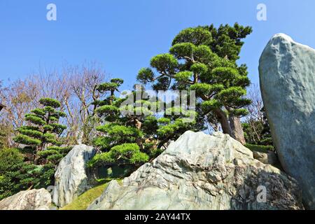 Plante de jardin chinois Banque D'Images