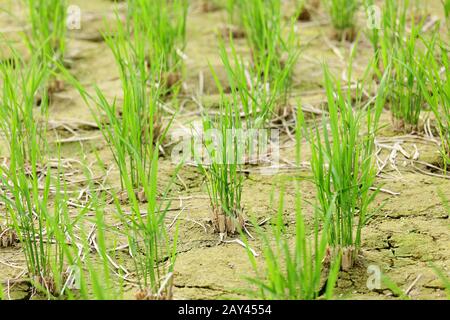 Semis vert growing out of soil Banque D'Images