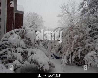 arbres dans l'arrière-cour sous le poids de la neige pendant la tempête d'hiver Banque D'Images