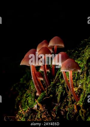 Photographie du gros champignons forestiers dans Inkcaps scintillants Banque D'Images