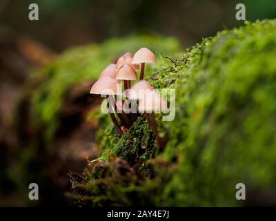 Photographie du gros champignons forestiers dans Inkcaps scintillants Banque D'Images