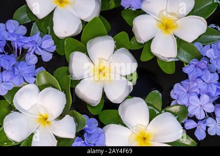 Fleurs dans l'eau dans la salle de spa, fleurs de Lelawadee d'au-dessus de la Thaïlande Banque D'Images