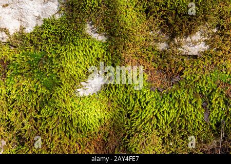 Texture de mousse verte couvrant un mur de pierre pour fond d'écran ou fond d'écran Banque D'Images