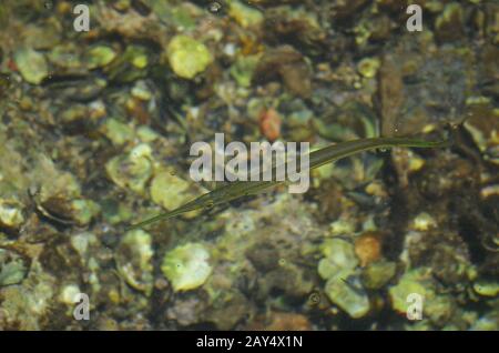 Aulostomus maculatus, poisson de trompette des Caraïbes, nageant dans des eaux côtières peu profondes à Jagua (province de Cienfuegos), Cuba Banque D'Images