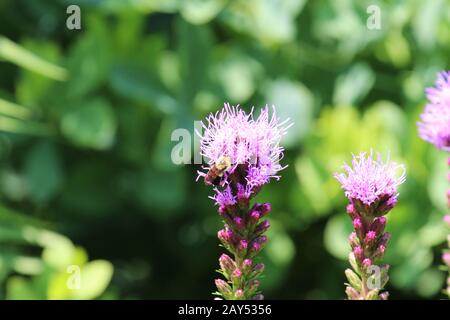 Gros plan sur une fleur pourpre de Liatris en été au Wisconsin, aux États-Unis Banque D'Images