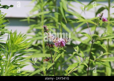 Un papillon lady Peint face à l'avant avec des ailes s'ouvrent en sirotant le nectar à partir de fleurs violettes d'une plante de Milkweed Swamp en été dans le Wisconsin, États-Unis Banque D'Images