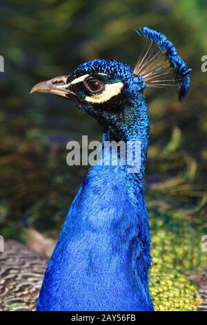 Un seul mâle indien Peafhibou - latin Pavo cristatus - connu aussi sous le nom de Peafhibou commun ou Blue Peafhibou oiseau tropical dans un parc de la ville Banque D'Images