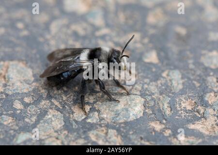 Ashy Mining Bee ; Andrena cineraria ; sur Tarmac ; Royaume-Uni Banque D'Images