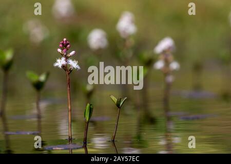 Bogbean; Menyanthes trifoliata; Flower; Royaume-Uni Banque D'Images