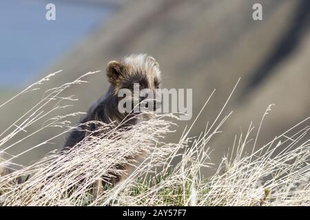 Le renard arctique bleu commandants assis dans l'herbe un jour d'été le vent Banque D'Images