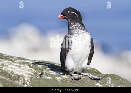 parakeet auklet qui se trouve sur un rocher une journée ensoleillée Banque D'Images