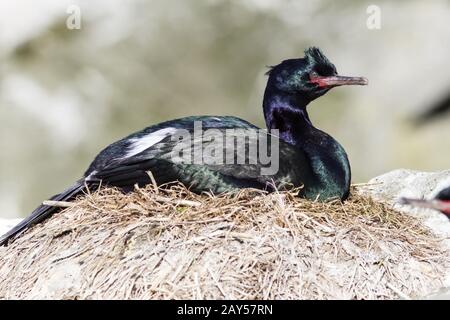 le cormorant pélagique féminin est assis dans un nid sur un rocher le jour ensoleillé Banque D'Images