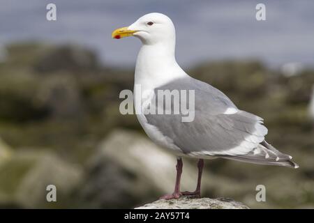 la mouette aux ailes glanes est assise sur un rocher au bord de l'océan Banque D'Images