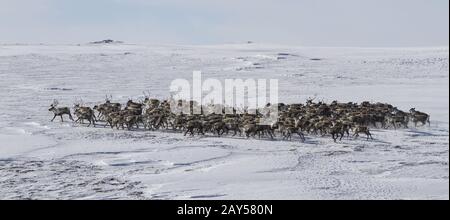 Grand troupeau de rennes dans la toundra de l'Île Béring hiver Banque D'Images