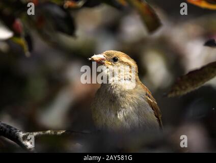 Une femme maison oiseau Bruant - latin Passer domesticus - sur une branche d'arbre pendant la saison d'accouplement de printemps dans les zones humides du nord-est de la Pologne Banque D'Images