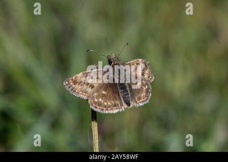 Skipper dingY ; Erynnis tages ; Cornwall ; Royaume-Uni Banque D'Images