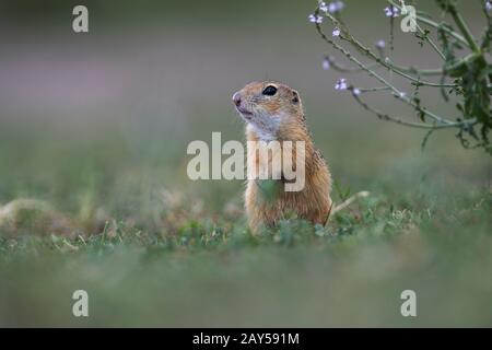 Ecureuil Terrestre Européen; Spermophilus Citellus; Assis; Hongrie Banque D'Images