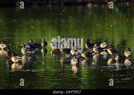 Troupeau d'oiseaux de canard colvert - anas latins platyrhynchos - sur une surface d'eau pendant la saison d'accouplement printanière dans les zones humides du nord-est de la Pologne Banque D'Images
