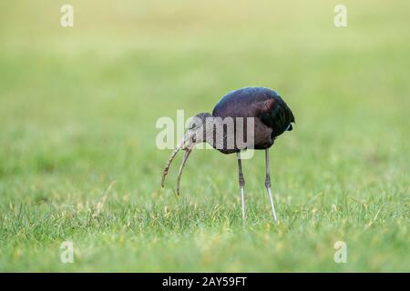 Ibis falcinelle Plegadis falcinellus ; ; ; ver avec Cornwall ; UK Banque D'Images