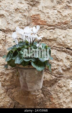 Cyclamen dans un pot Banque D'Images