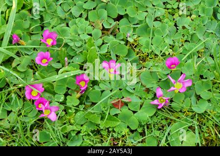 Sorrel de bois violet, Sorrel de bois violet (Oxalis purpurea) Banque D'Images