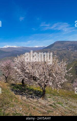 Fleurs d'amandiers, fleurs d'amandiers, fleurs d'amandiers, Prunus dulcis, avec Sierra Nevada montagnes dans le dos à Andalousie, Espagne en février Banque D'Images