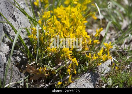 Furze, Greenbroom, Greenweed, Waxen wood, Dyer's broom, Rhodoopen, Bulgarie Banque D'Images