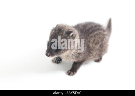 Le petit civet indien de bébé (Viverricula indica) est un civet originaire de l'Asie du Sud et du Sud-est. Isolé sur fond blanc Banque D'Images