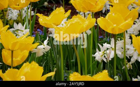 Tulipes jaunes Banque D'Images