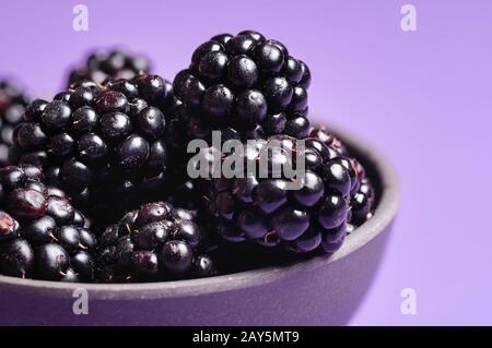 Gros plan de mûres dans un bol, minimal. Bol de fruits blackberry isolé sur un fond violet. Image macro fruits mûrs blackberry. Banque D'Images