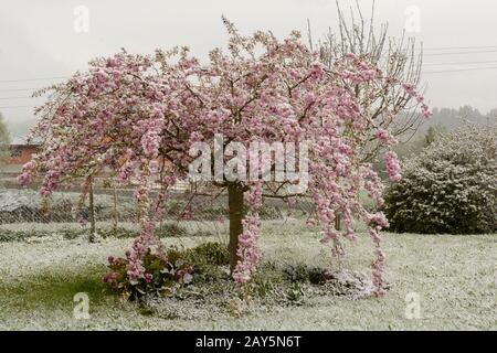 Cerise ornementale japonaise en pleine floraison et en même temps sugagée avec de la neige Banque D'Images