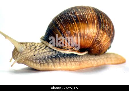 La course de l'escargot des grands gris sur blanc Banque D'Images