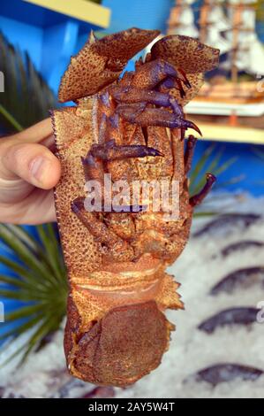 Télévision le homard détenus par le manager d'un restaurant sur l'île de Crète en Grèce. Banque D'Images
