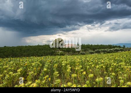 Un orage sombre menaçant se déplace sur le champ de tournesol Banque D'Images