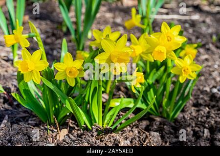 Une courte variété, Tete-a-Tete, de jonquille fleuissant dans le jardin printanier. Banque D'Images