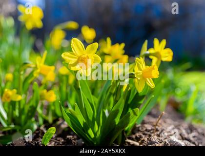 Une courte variété, Tete-a-Tete, de jonquille fleuissant dans le jardin printanier. Banque D'Images