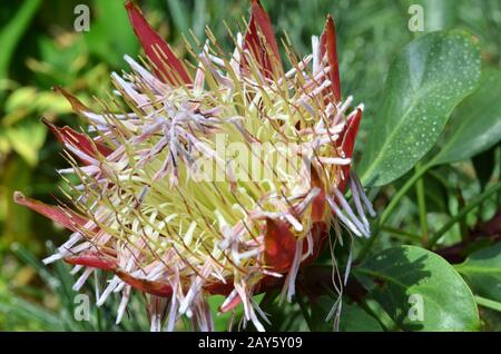 Plante d'Afrique du Sud photo:Protea Banque D'Images