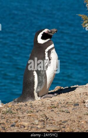 Magnifiques pingouins dans la péninsule de Valdes à Angina Banque D'Images