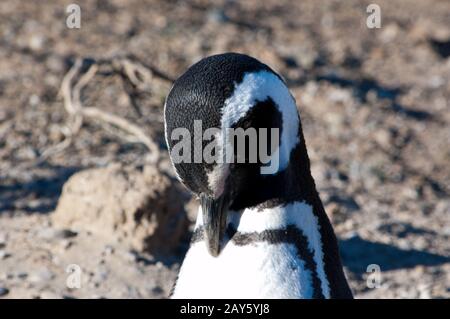 Magnifiques pingouins dans la péninsule de Valdes à Angina Banque D'Images