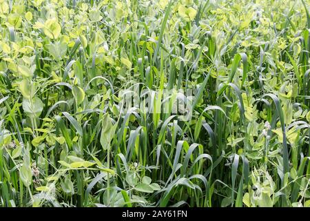 Jeunes pousses d'avoine , Lupin, pois. Banque D'Images