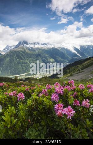 Roses alpines à Chamonix Vallée Banque D'Images
