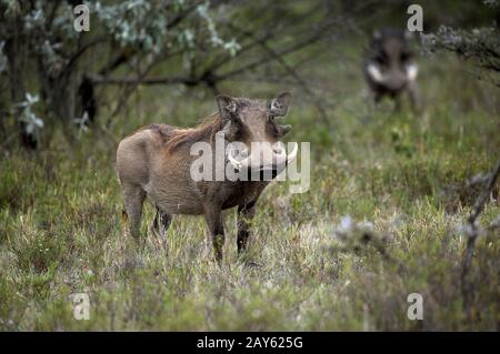 Warthog, phacochoerus aethiopicus, mâle avec de longues Défenses, Masai Mara Park au Kenya Banque D'Images