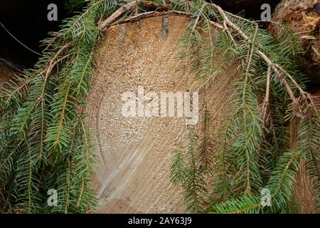 Anneaux annuels sur la surface de coupe d'une épicéa - bois rond gros plan Banque D'Images